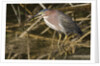 Green Heron catchs a crawfish by Anonymous