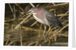 Green Heron catchs a crawfish by Anonymous