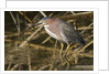 Green Heron catchs a crawfish by Anonymous