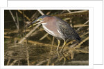 Green Heron catchs a crawfish by Anonymous