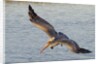 Brown Pelican in breeding plummage flying by Anonymous