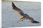Brown Pelican in breeding plummage flying by Anonymous