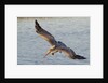 Brown Pelican in breeding plummage flying by Anonymous