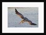 Brown Pelican in breeding plummage flying by Anonymous