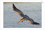 Brown Pelican in breeding plummage flying by Anonymous
