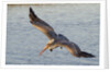 Brown Pelican in breeding plummage flying by Anonymous