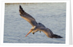 Brown Pelican in breeding plummage flying by Anonymous