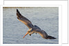 Brown Pelican in breeding plummage flying by Anonymous