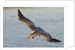 Brown Pelican in breeding plummage flying by Anonymous