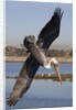Brown Pelican in breeding plummage dives for fish by Anonymous