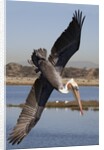 Brown Pelican in breeding plummage dives for fish by Anonymous