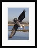 Brown Pelican in breeding plummage dives for fish by Anonymous