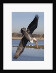 Brown Pelican in breeding plummage dives for fish by Anonymous