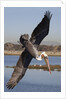 Brown Pelican in breeding plummage dives for fish by Anonymous