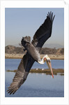 Brown Pelican in breeding plummage dives for fish by Anonymous