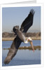 Brown Pelican in breeding plummage dives for fish by Anonymous