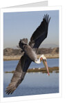 Brown Pelican in breeding plummage dives for fish by Anonymous