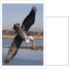 Brown Pelican in breeding plummage dives for fish by Anonymous