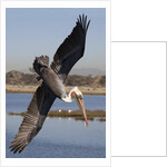 Brown Pelican in breeding plummage dives for fish by Anonymous