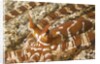 Eyestalks of Wunderpus Octopus by Anonymous