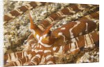 Eyestalks of Wunderpus Octopus by Anonymous