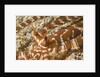 Eyestalks of Wunderpus Octopus by Anonymous