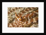 Eyestalks of Wunderpus Octopus by Anonymous