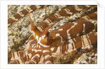 Eyestalks of Wunderpus Octopus by Anonymous