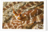 Eyestalks of Wunderpus Octopus by Anonymous