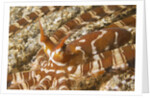 Eyestalks of Wunderpus Octopus by Anonymous