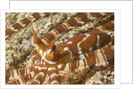 Eyestalks of Wunderpus Octopus by Anonymous