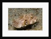 Star Puffeer older juvenile by Anonymous