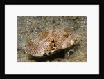 Star Puffeer older juvenile by Anonymous