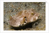 Star Puffeer older juvenile by Anonymous