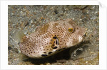 Star Puffeer older juvenile by Anonymous