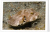 Star Puffeer older juvenile by Anonymous