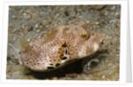 Star Puffeer older juvenile by Anonymous