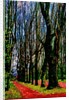 Trees and Way by Anonymous