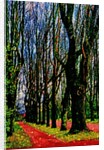 Trees and Way by Anonymous
