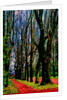 Trees and Way by Anonymous