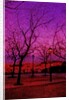 Square in Pink and Orange by Anonymous