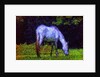 White Horse by Anonymous