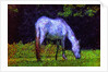 White Horse by Anonymous