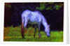 White Horse by Anonymous