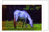 White Horse by Anonymous