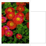 Flowers by Anonymous