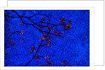 Tree and Sky by Anonymous