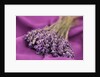 A bouquet of lavender flowers on a purple canvas by Anonymous