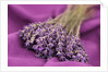A bouquet of lavender flowers on a purple canvas by Anonymous