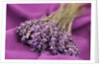 A bouquet of lavender flowers on a purple canvas by Anonymous